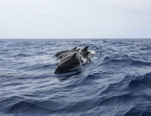 Dolphin
