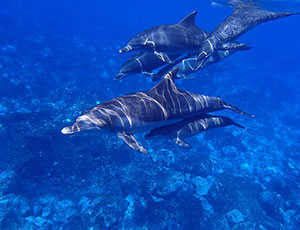 Dolphin