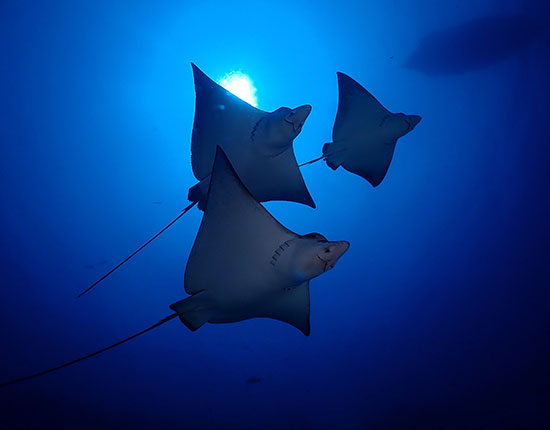 rasdhoo divers