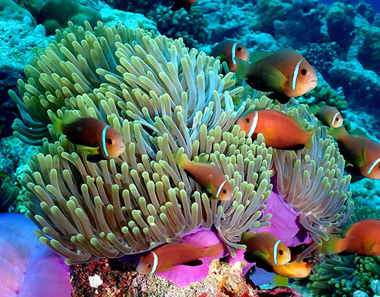 dive rasdhoo