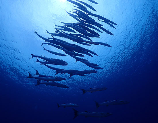 rasdhoo diving