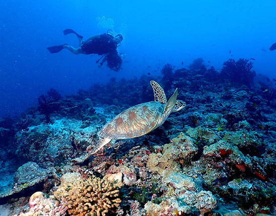 rasdhoo diving