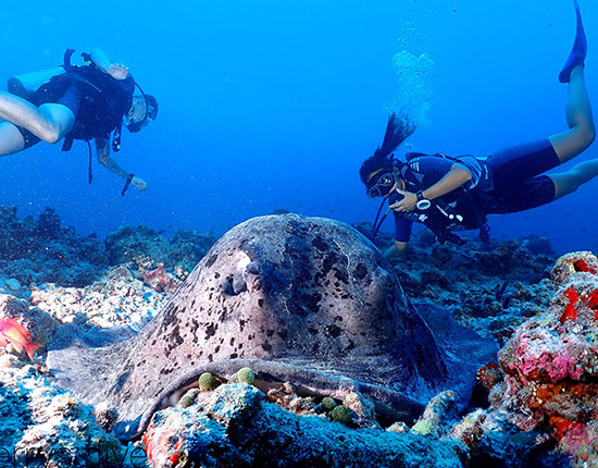 dive rasdhoo