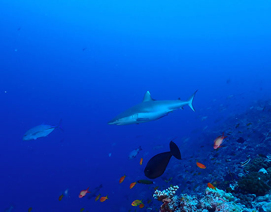 Madivaru diving